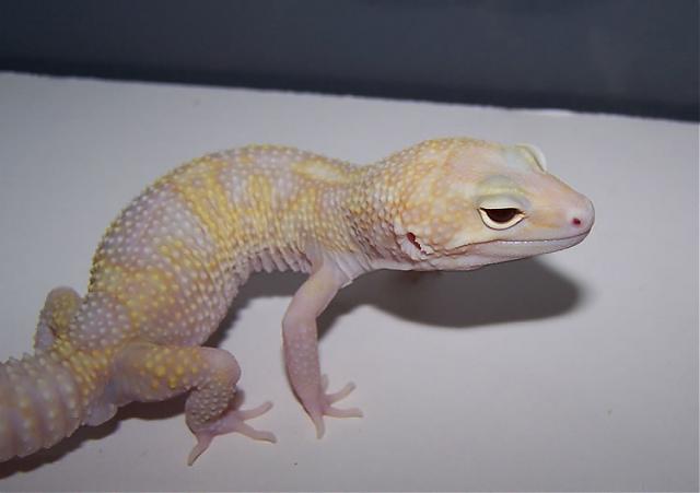 this is a tremper albino mack snow eclipse