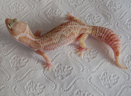Mack Snow Albino - Leopard Gecko Wiki