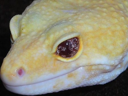 Marble Eye - Leopard Gecko Wiki