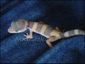 Tremper Tiny.jpg