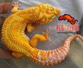 KIM-RedGeckos.jpg