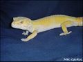 Hypo Tremper Albino.jpg