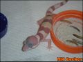 Mack pastel tremper.jpg