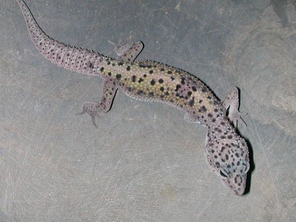 Mack Snow Enigma - Leopard Gecko Wiki